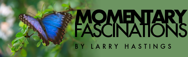 Momentary Fascinations by Larry Hastings